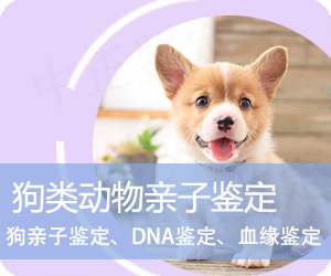 昭通狗类动物亲子鉴定