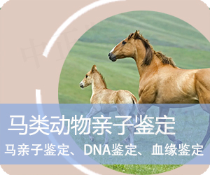 昭通马类动物亲子鉴定