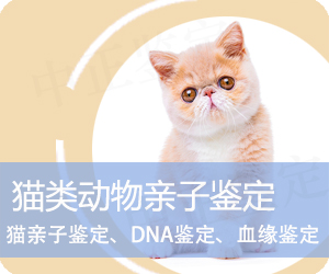 昭通猫类动物亲子鉴定