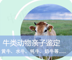 昭通牛类动物亲子鉴定