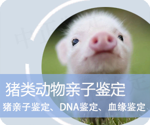 昭通猪类动物亲子鉴定